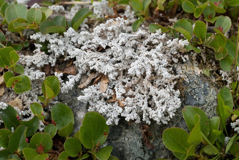 Stereocaulon alpinum-2